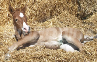 BioEquina / Neonatología