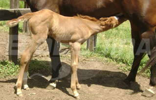 BioEquina / Neonatologia